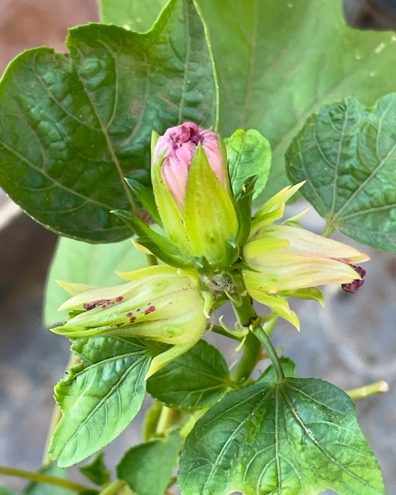 Dry Air And Wind Problems