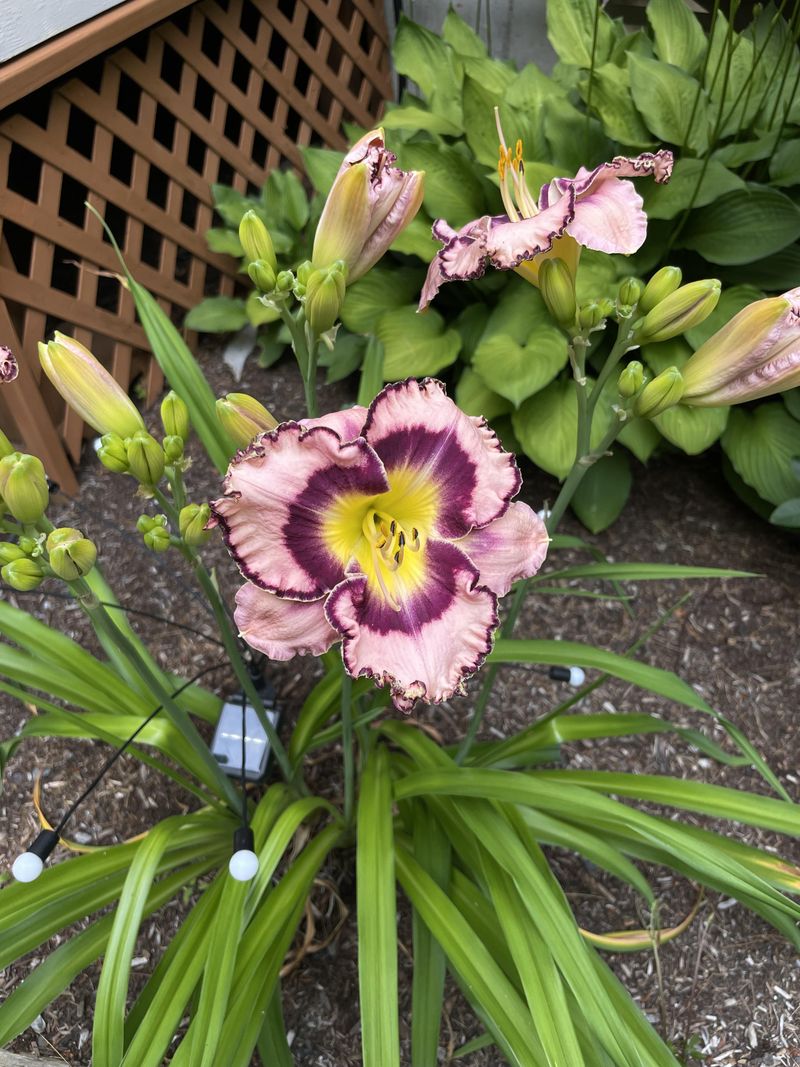 Plants With Natural Reblooming Traits