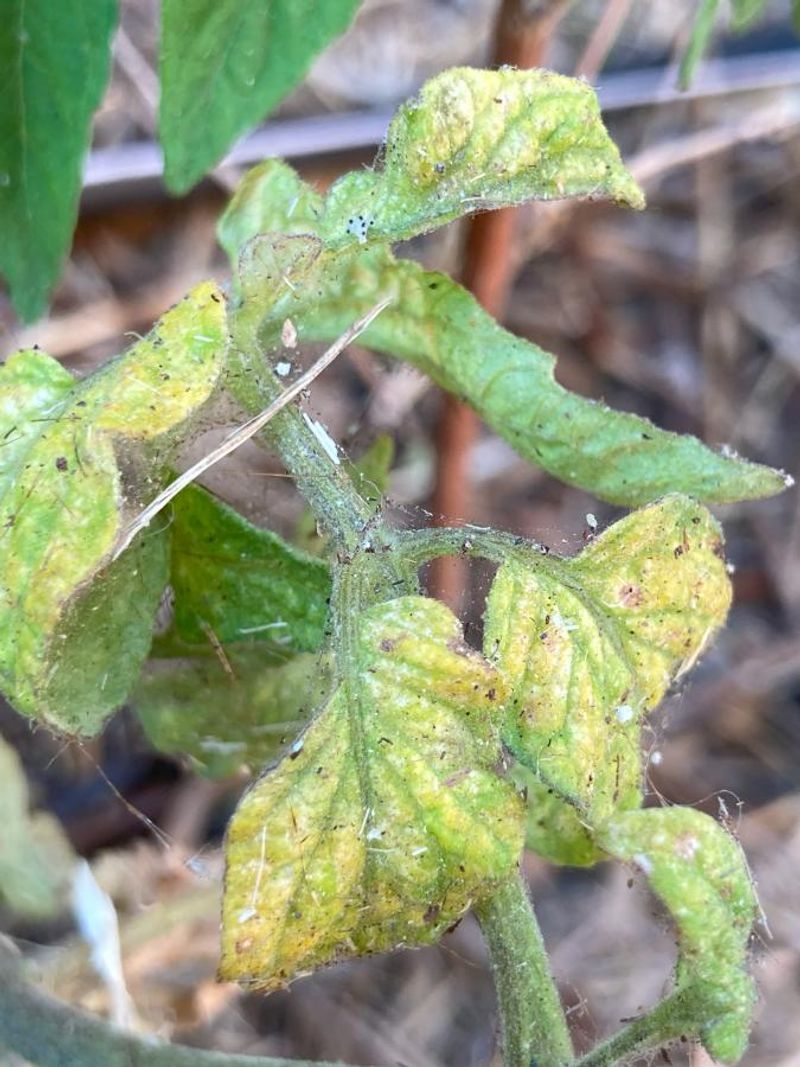 Pests And Disease Can Hide Behind That Faded Color