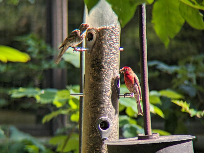 Yard Conditions That Attract Deer In Early Season