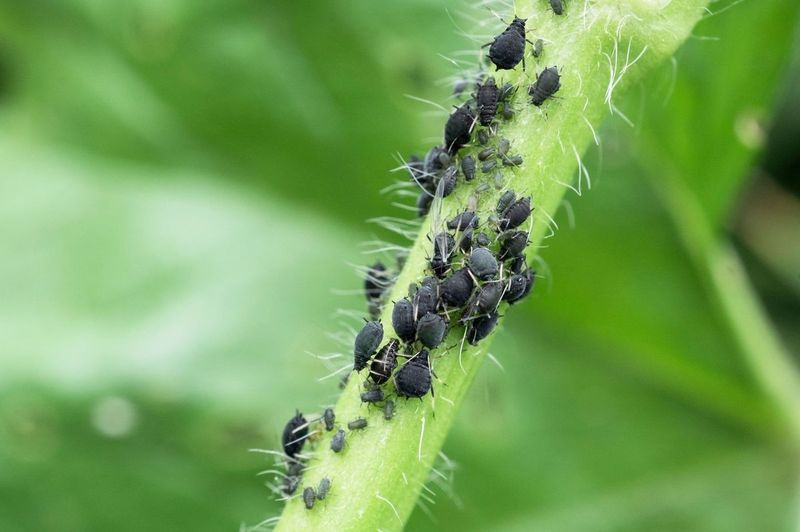 Rapid Reproduction Allows Colonies To Grow Quickly
