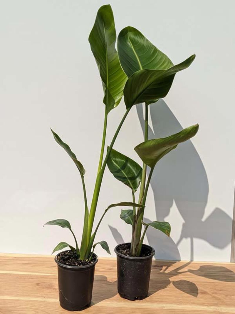 Newly Shipped Palm Or Banana Plants