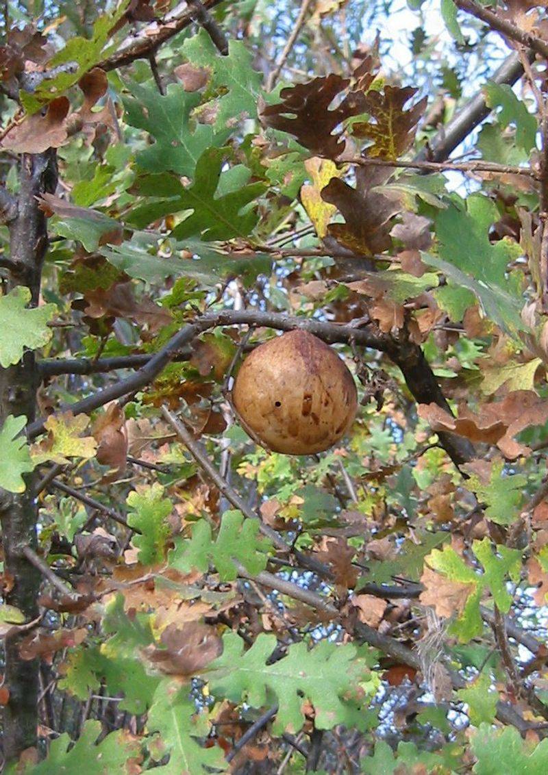 Oak Apple Galls