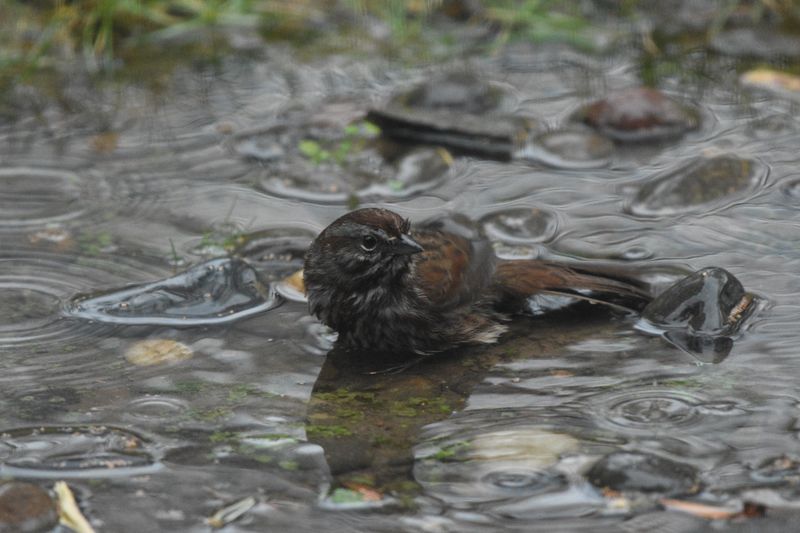 Ground-Level Mud Puddles