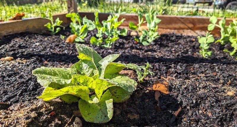 Plan Succession Plantings