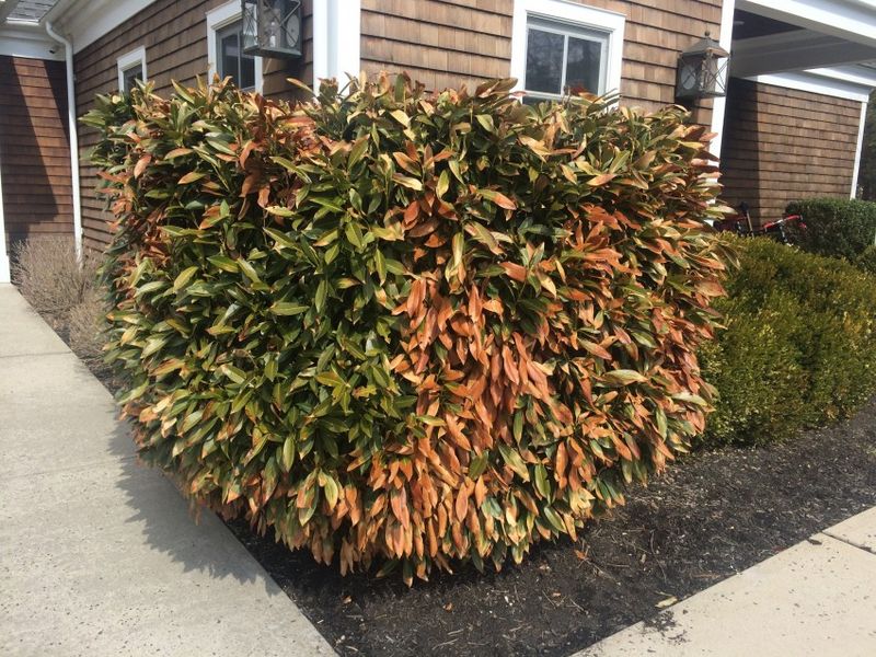 Inspect Trees And Shrubs For Winter Damage