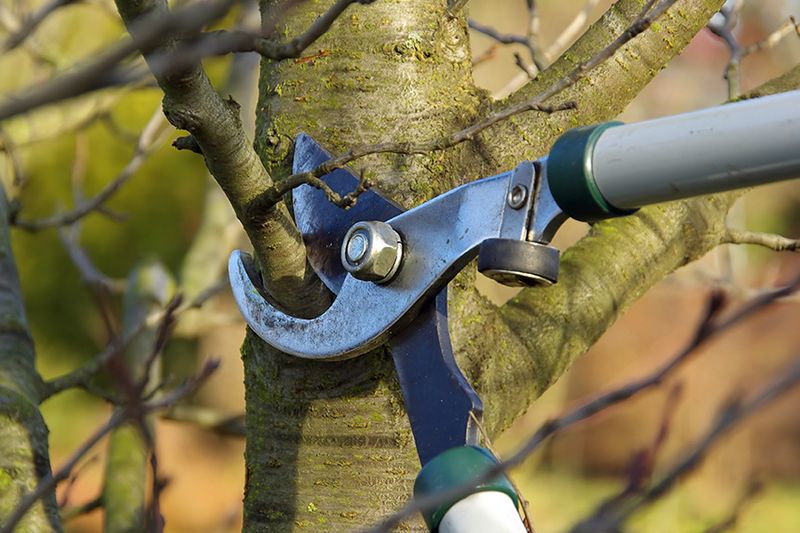 Prune Trees, Shrubs, And Perennials