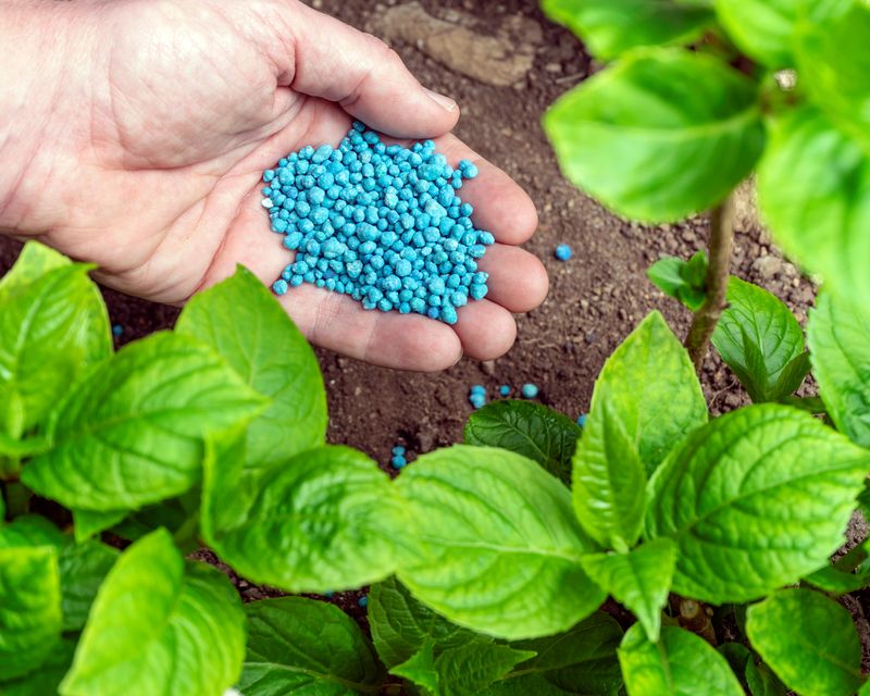 Fertilize Hydrangeas Based On Their Type