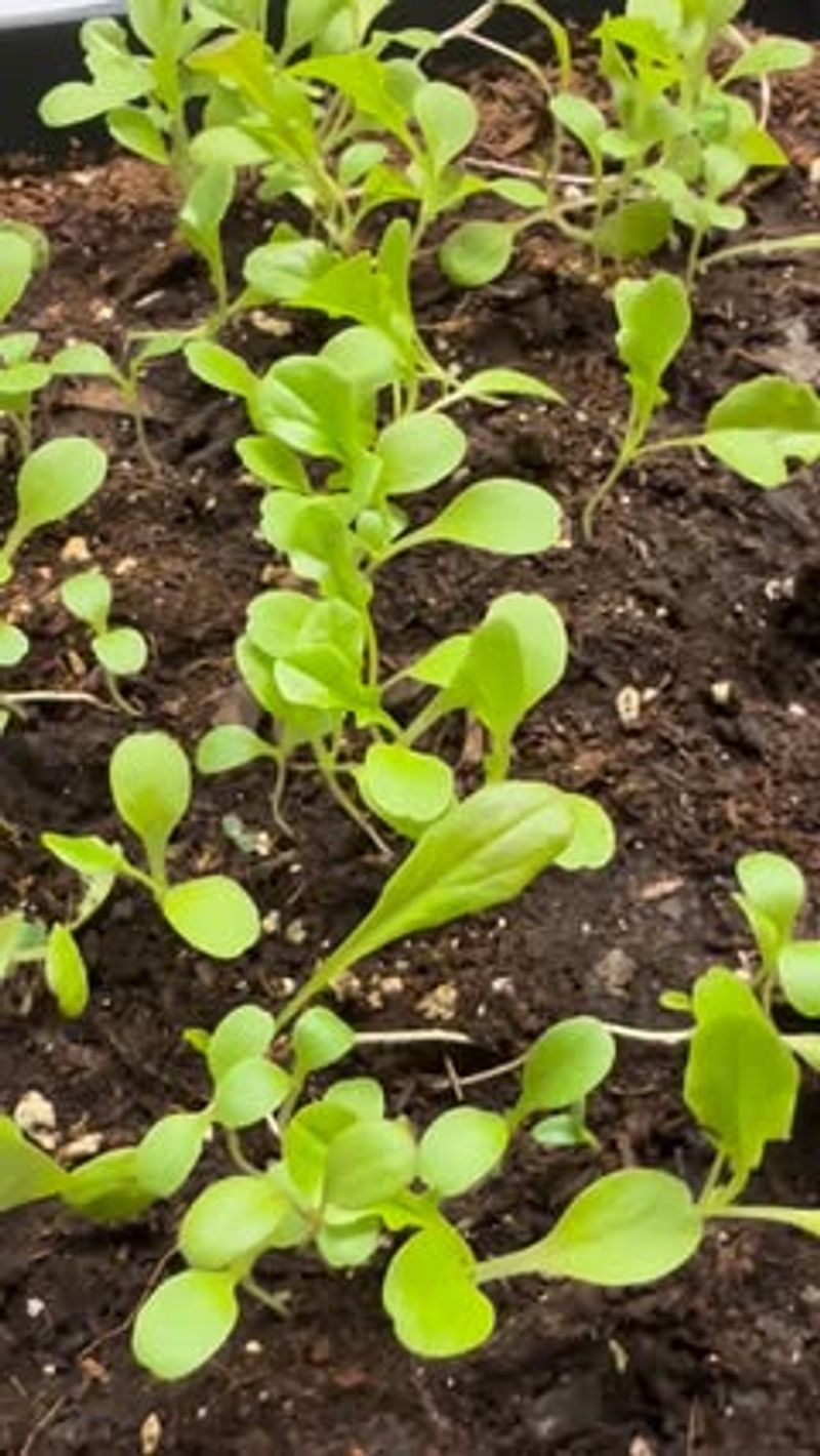 Direct Sow Cool Season Crops Early In The Month