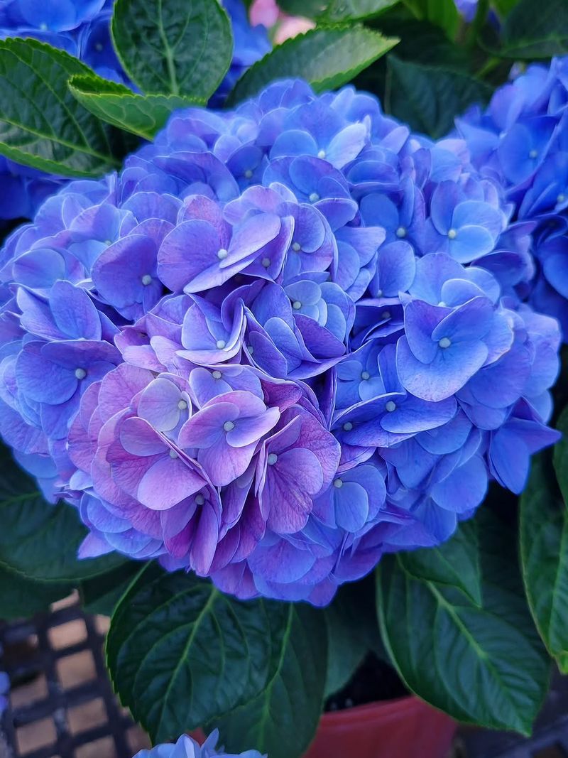 Lower pH For Blue Blooms