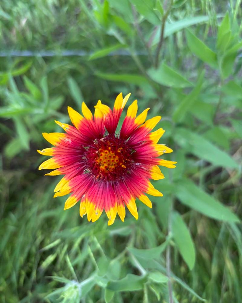Indian Blanket (Gaillardia Pulchella)