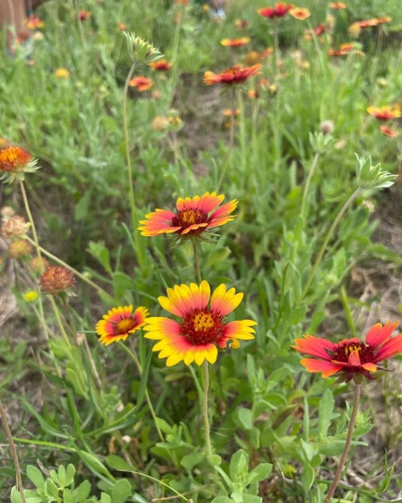 Indian Blanket (Gaillardia Pulchella)