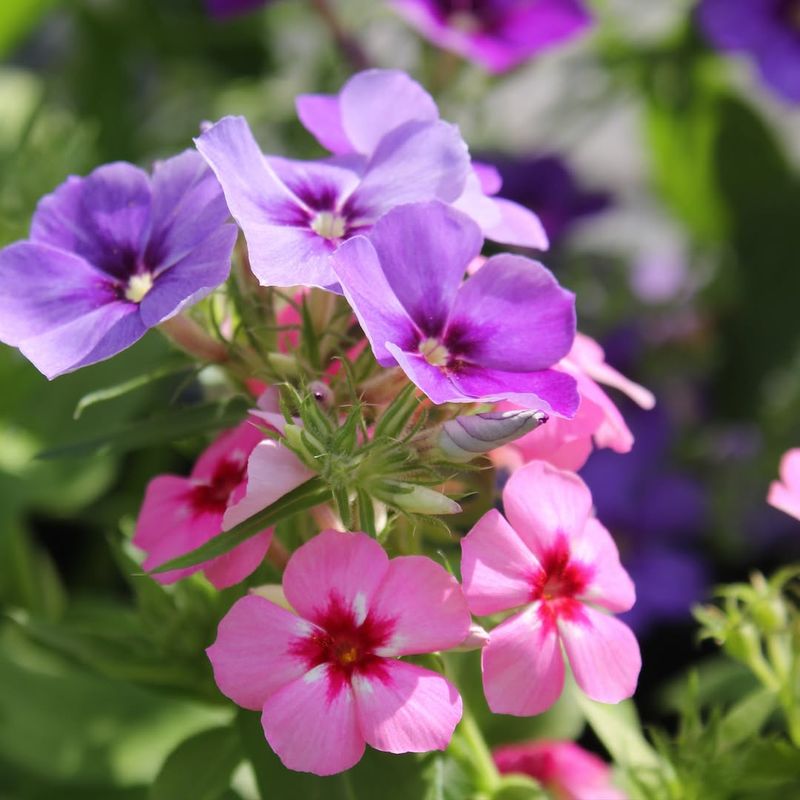 Drummond Phlox Splashing Spring With Bright Color