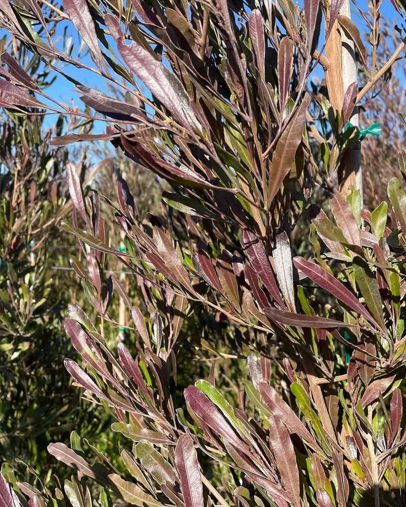 Hopseed Bush Shapes Easily Into A Full Living Screen