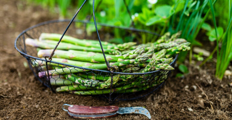 Texas Gardeners Secrets To Fresh Homegrown Asparagus Every Spring