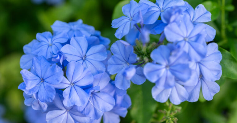 Texas Gardeners Should Make Room For These 10 Must-Grow Plants In 2026