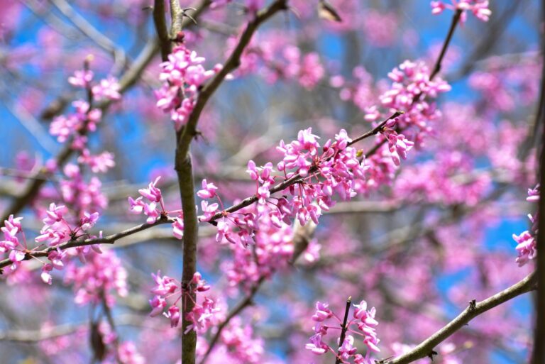 texas redbud