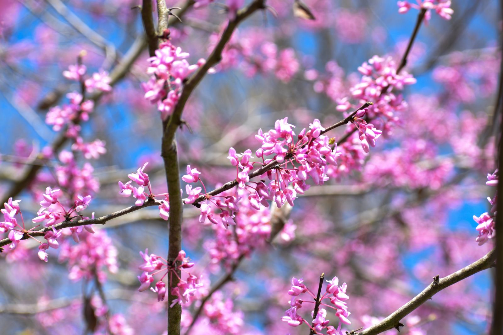 texas redbud