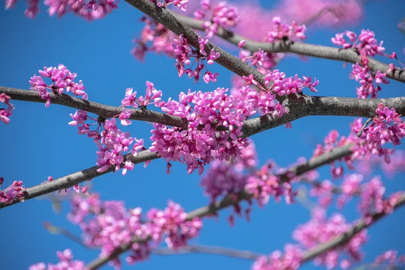 Texas Redbud (Cercis Canadensis Var. Texensis)