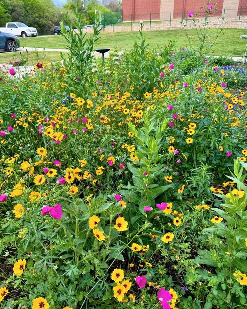 Native Wildflower Bed For Seasonal Color