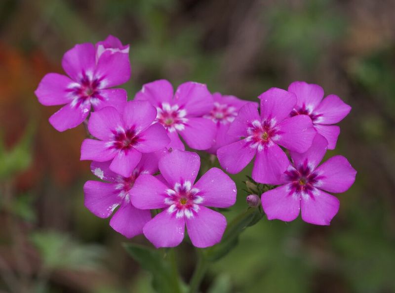 Annual Phlox Brings Early Color And Soft Fragrance