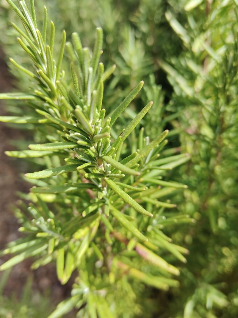 Rosemary