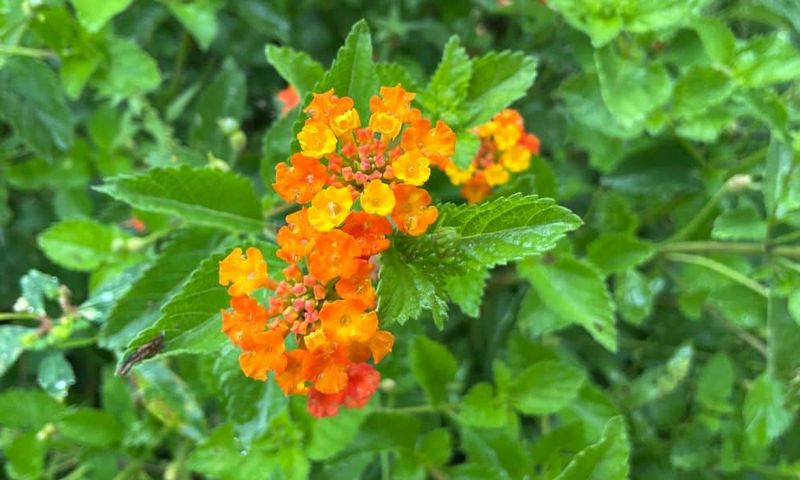 What Makes Texas Lantana So Eye-Catching