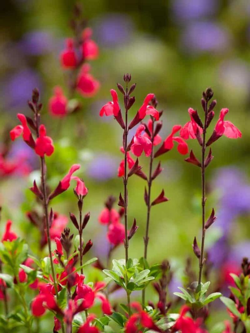 Autumn Sage (Salvia Greggii)