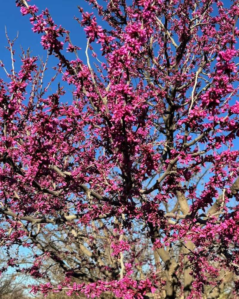Texas Redbud 