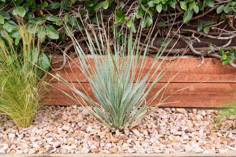 Desert Spoon Quickly Becomes Too Large For Pots
