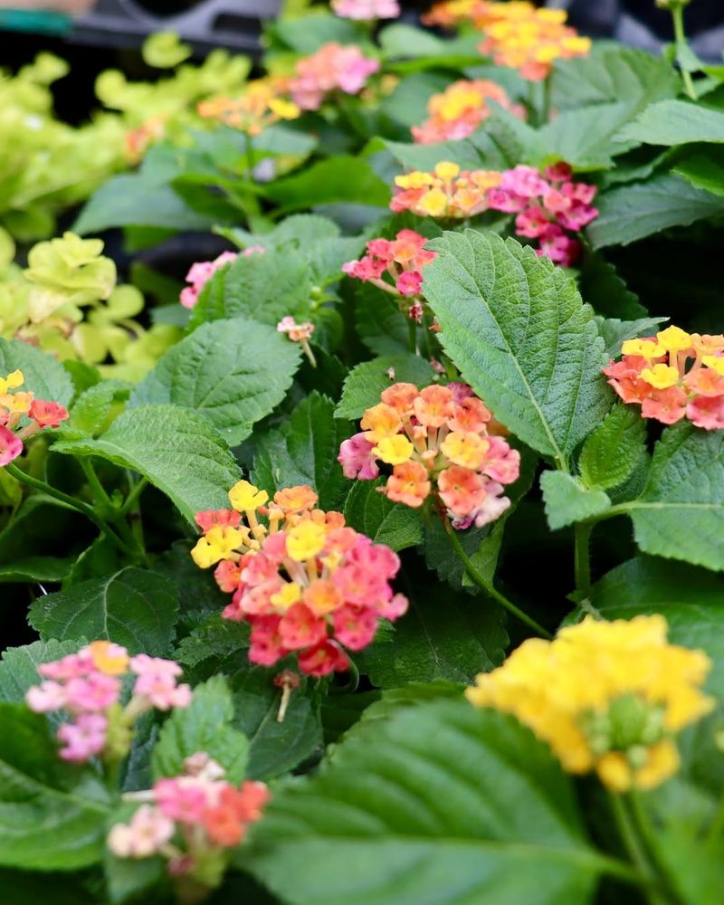 Lantana Bounces Back Quickly After A Hard Trim