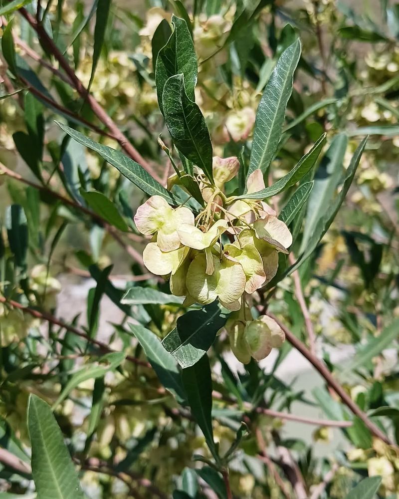 Hopseed Bush Forms A Tough Evergreen Screen