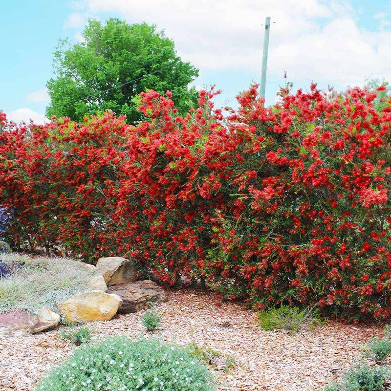 Red Bottlebrush Adds Height And Coverage