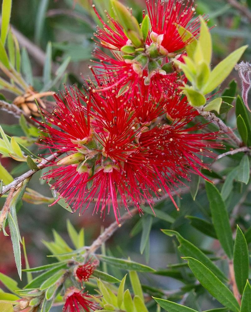 Bottlebrush