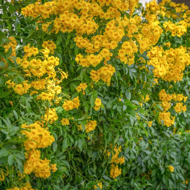 Arizona Yellow Bells Can Be Shaped Into A Flowering Screen