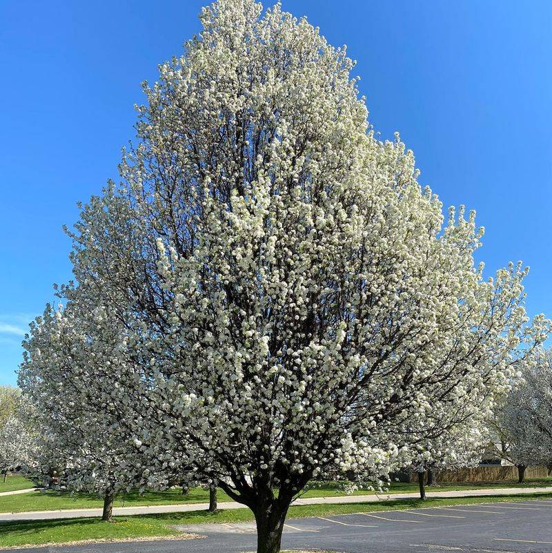 Bradford Pear (Pyrus Calleryana 'Bradford') 