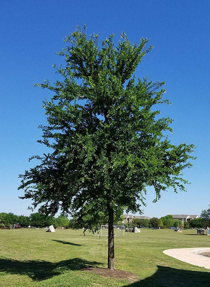 Cedar Elm (Ulmus Crassifolia)