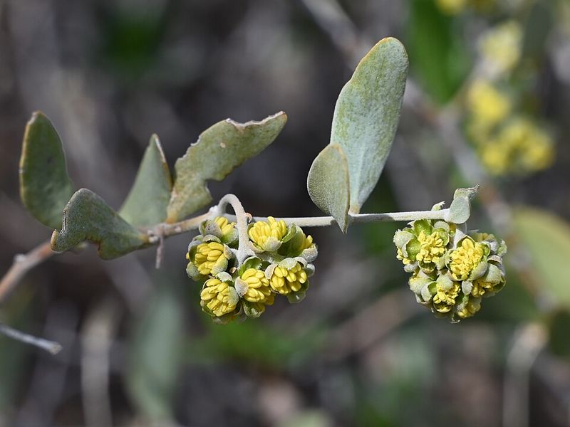 Jojoba Builds Tough Green Structure In Full Sun