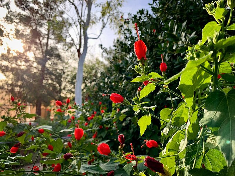 Turk's Cap Produces Red Blooms In Tough Spots