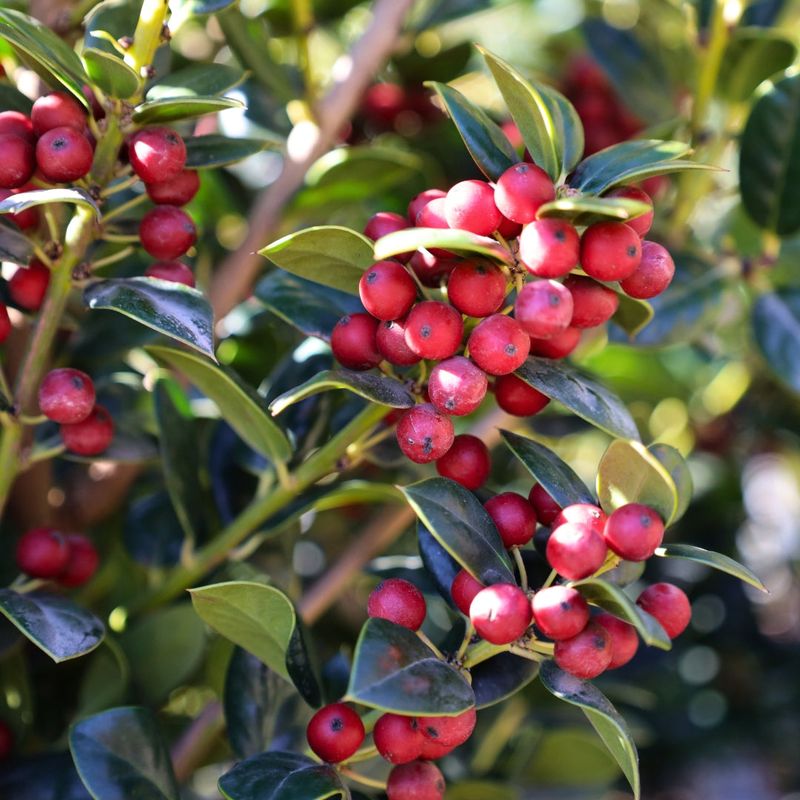 Dwarf Burford Holly Creates A Dense, Polished Look