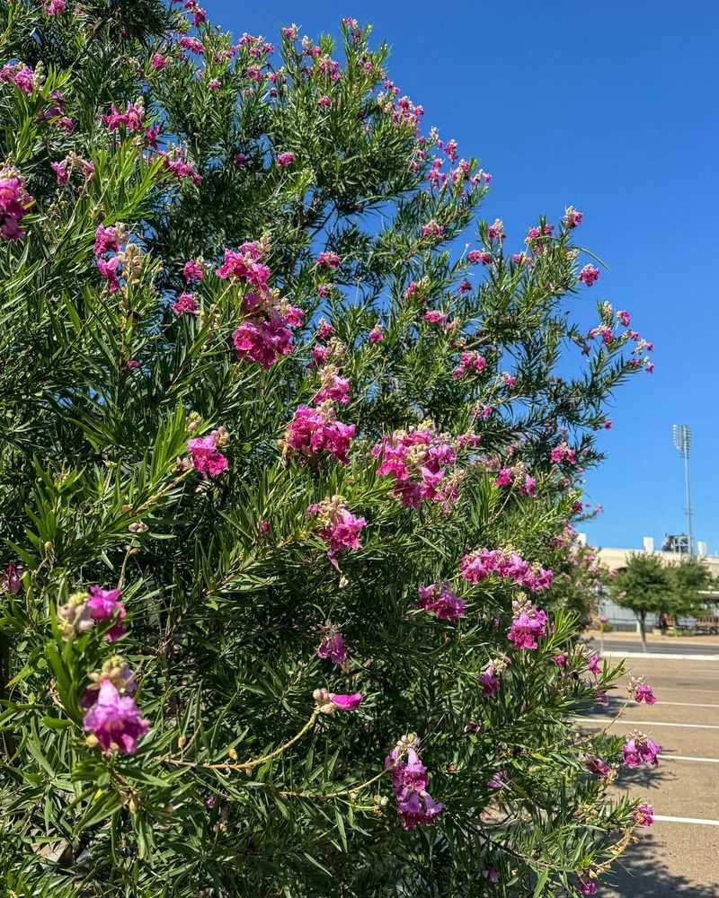 Desert Willow (Chilopsis Linearis)
