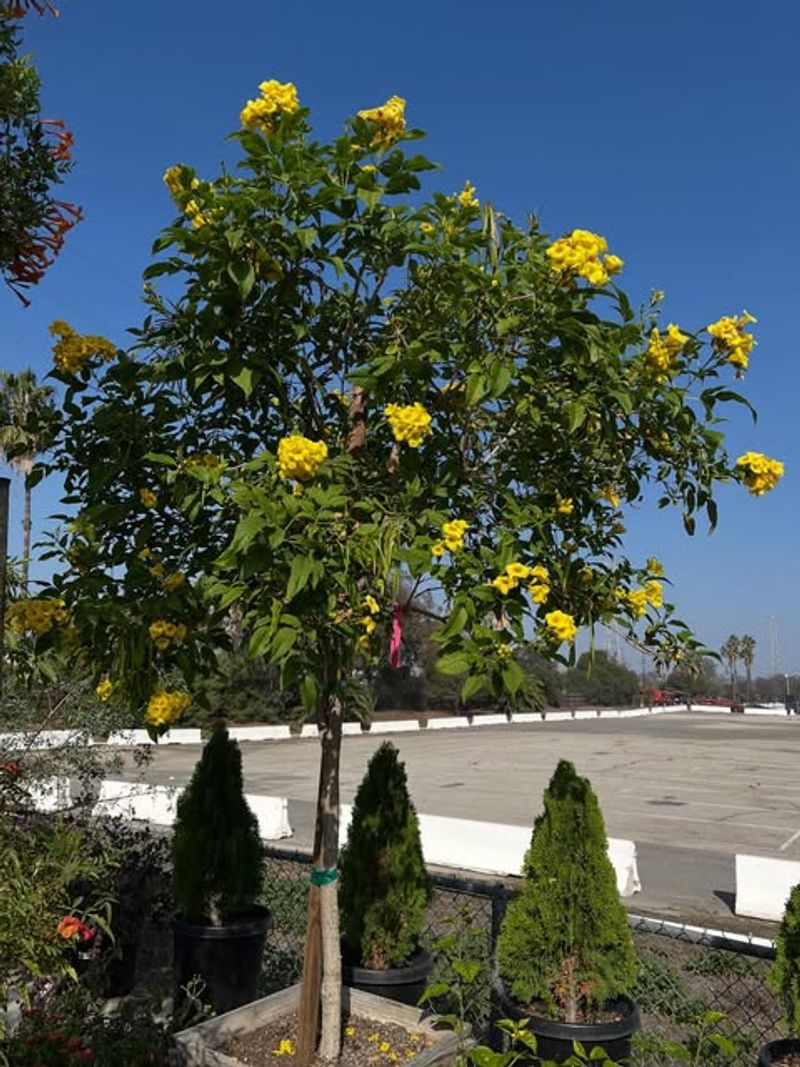 Yellow Bells Can Be Cut Back Before Active Growth