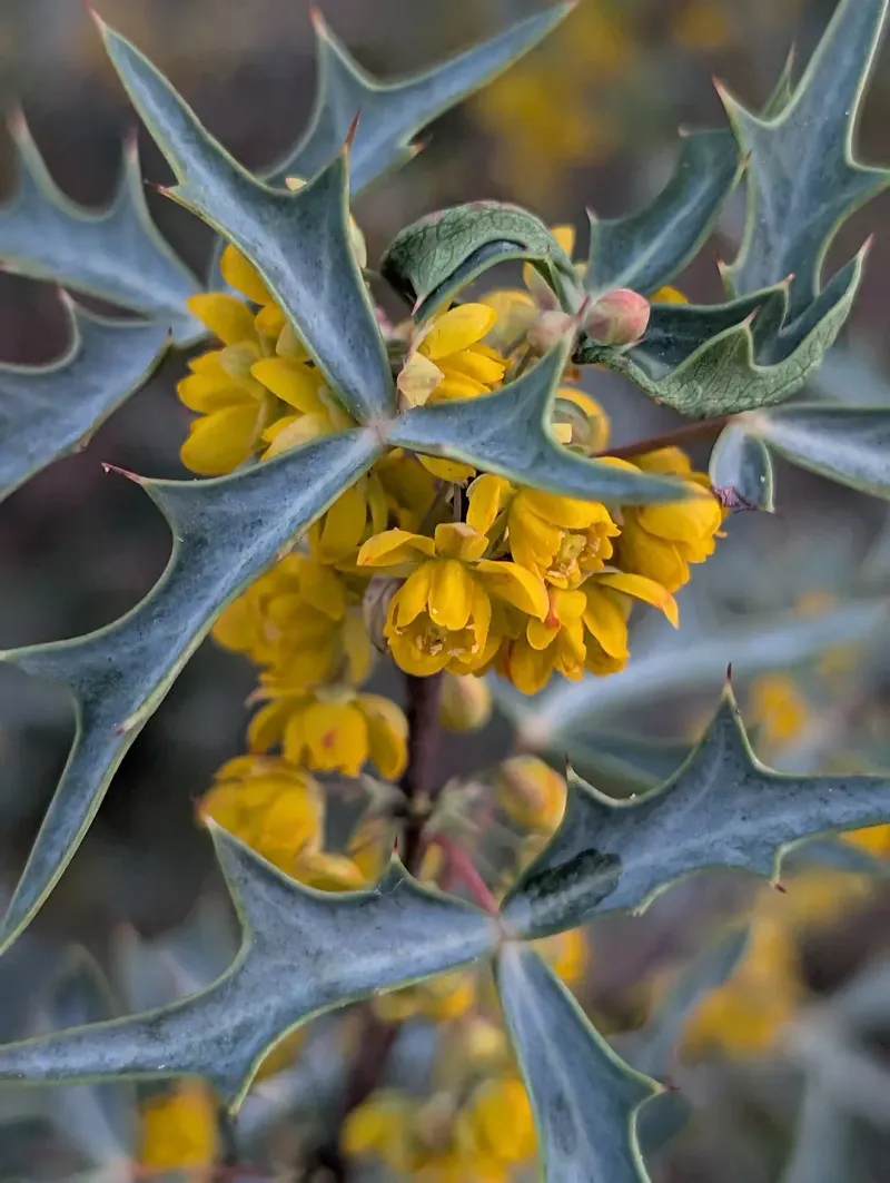 Agarita (Mahonia Trifoliolata)