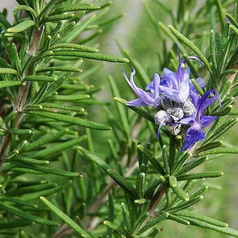 Rosemary (Salvia Rosmarinus)