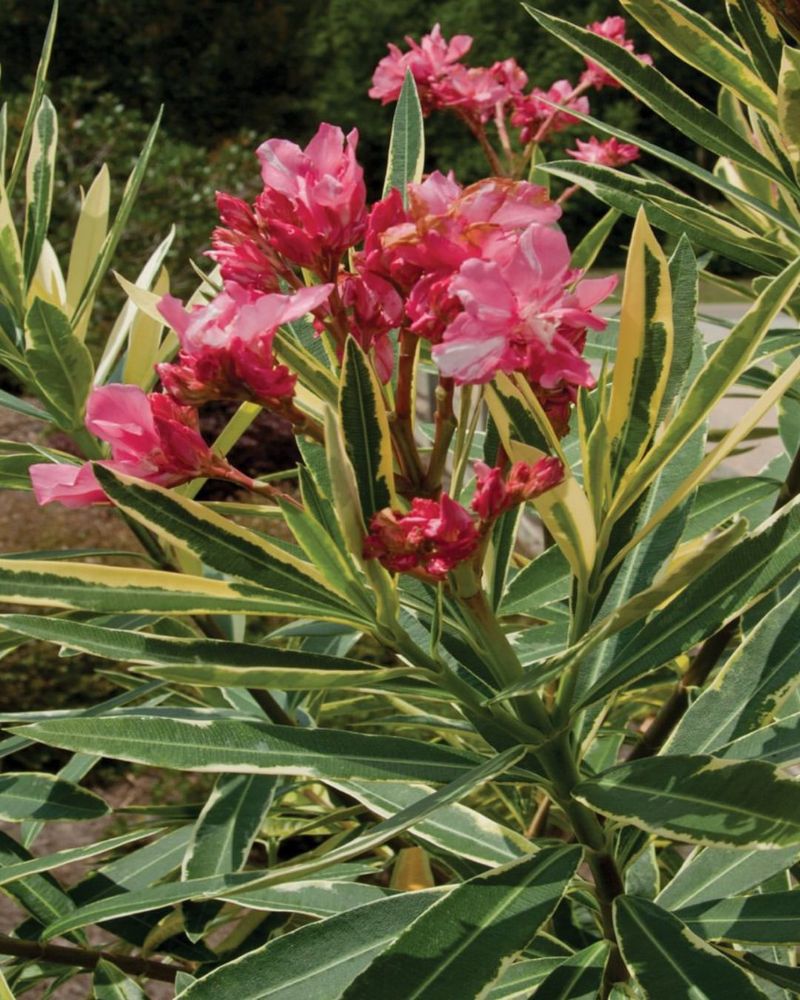 Oleander Can Lose Its First Flush Of Blooms