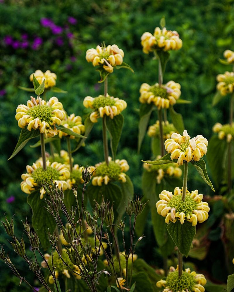 Jerusalem Sage Adds Velvety Gray Leaves And Soft Yellow Flower Spikes