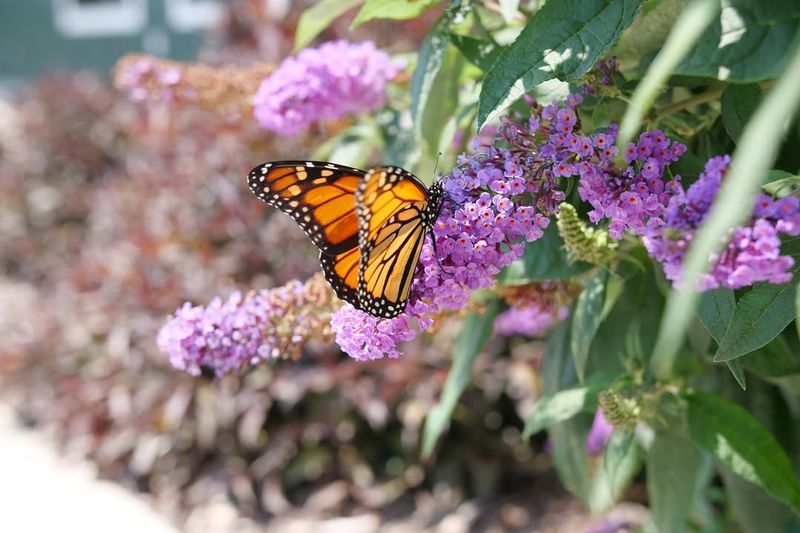 Butterfly Bush Attracting All The Pollinators