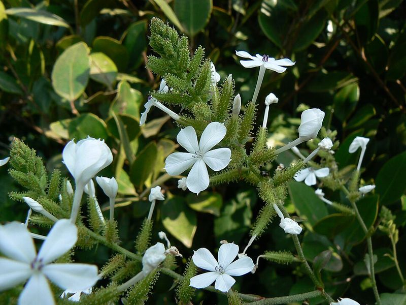 White Plumbago Adds White Flowers And A Fuller Look In Warm Areas