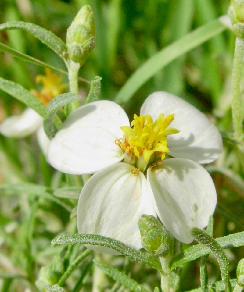 Desert Zinnia Keeps Blooming With Very Little Water