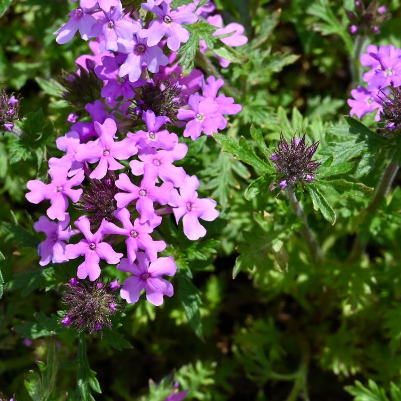 Verbena Canadensis Trails Beautifully In Pots